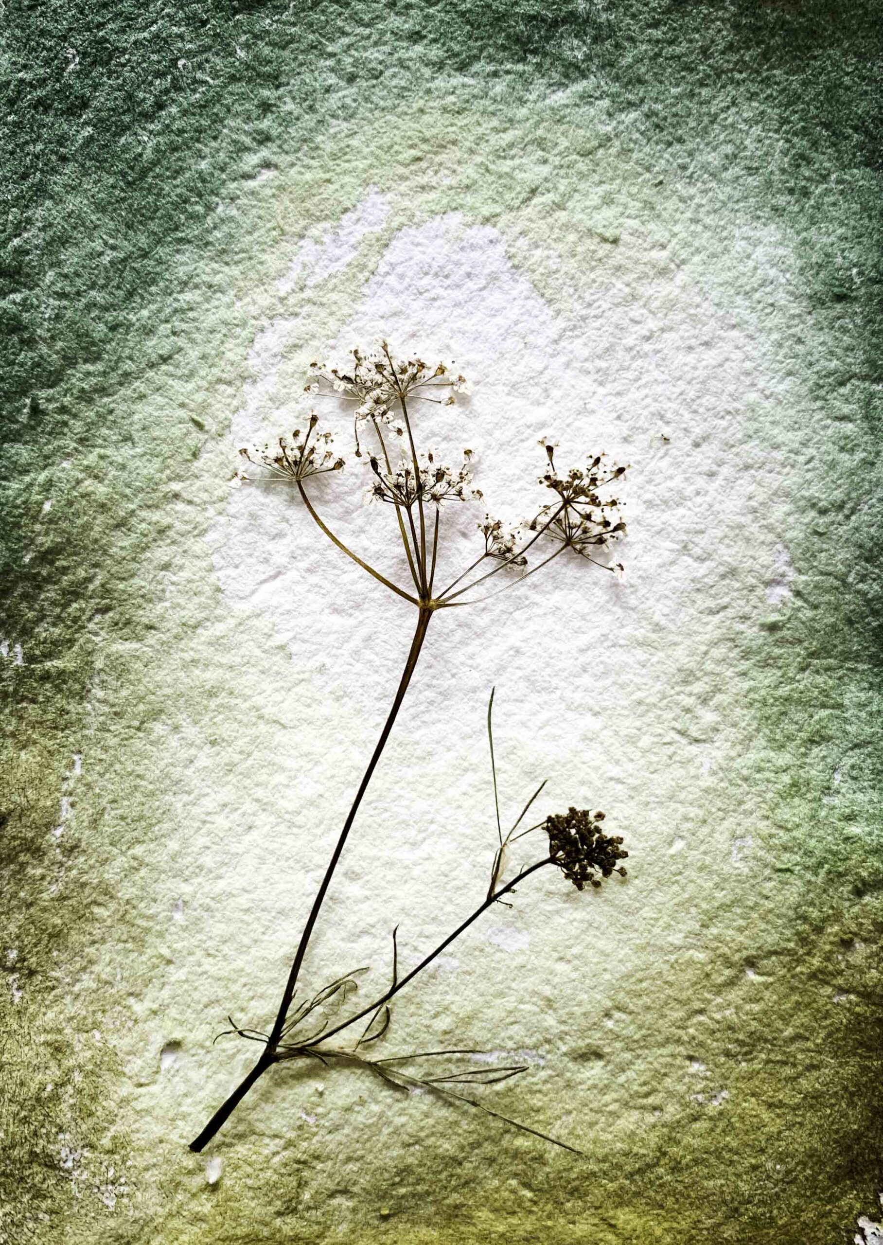 droogbloemen, marina elisa, wenskaart, aquarel, handgemaakt