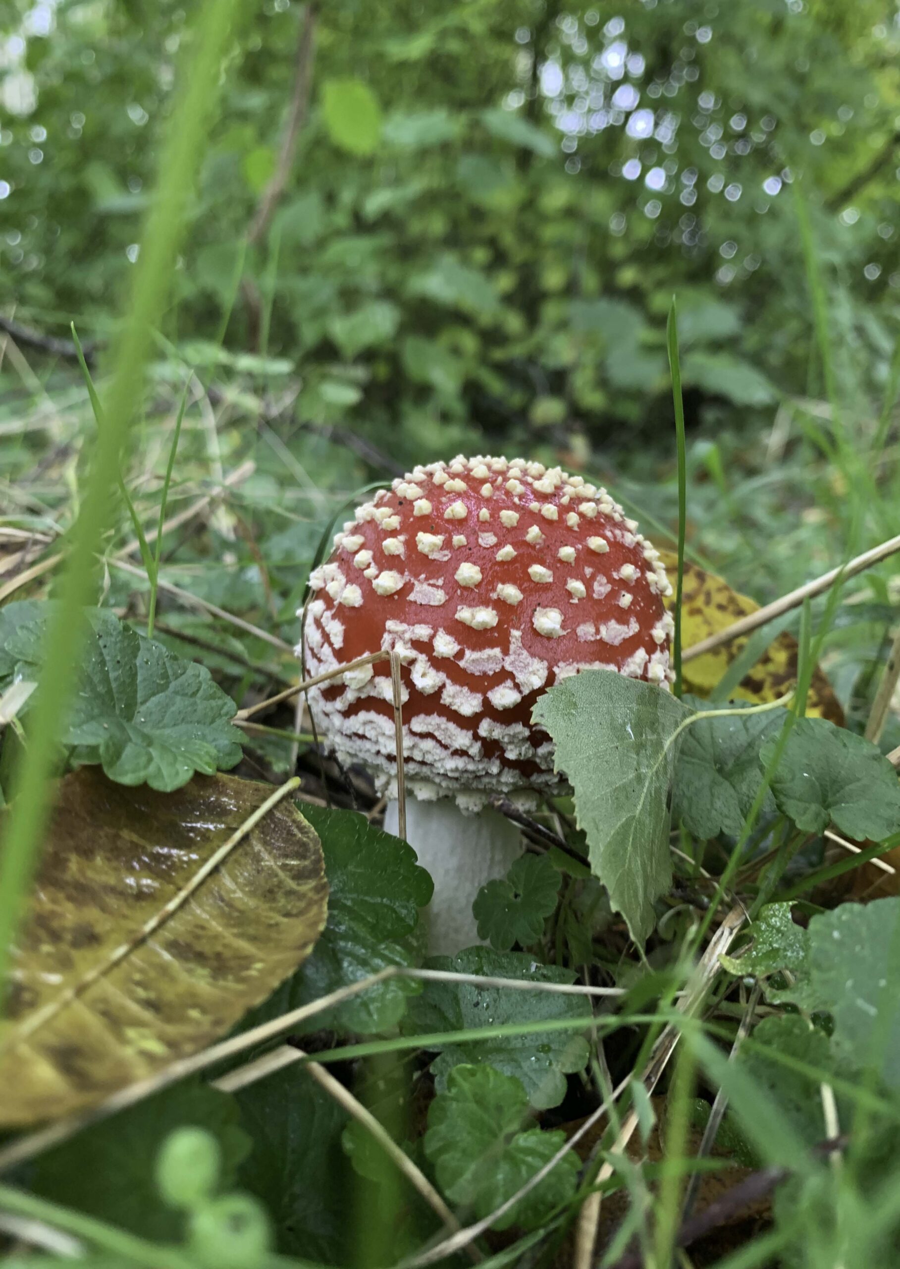 fotokaart, paddestoel, marina elisa, wenskaart, handgemaakt, natuurfotografie
